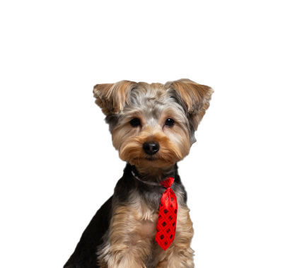 Kobe, complaints officer and office dog at Martin G. Schulz & Associates